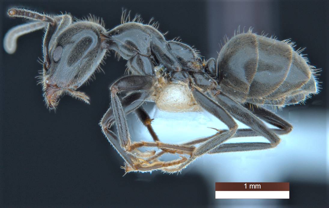 Mrówka Anonychomyrma inclinata

